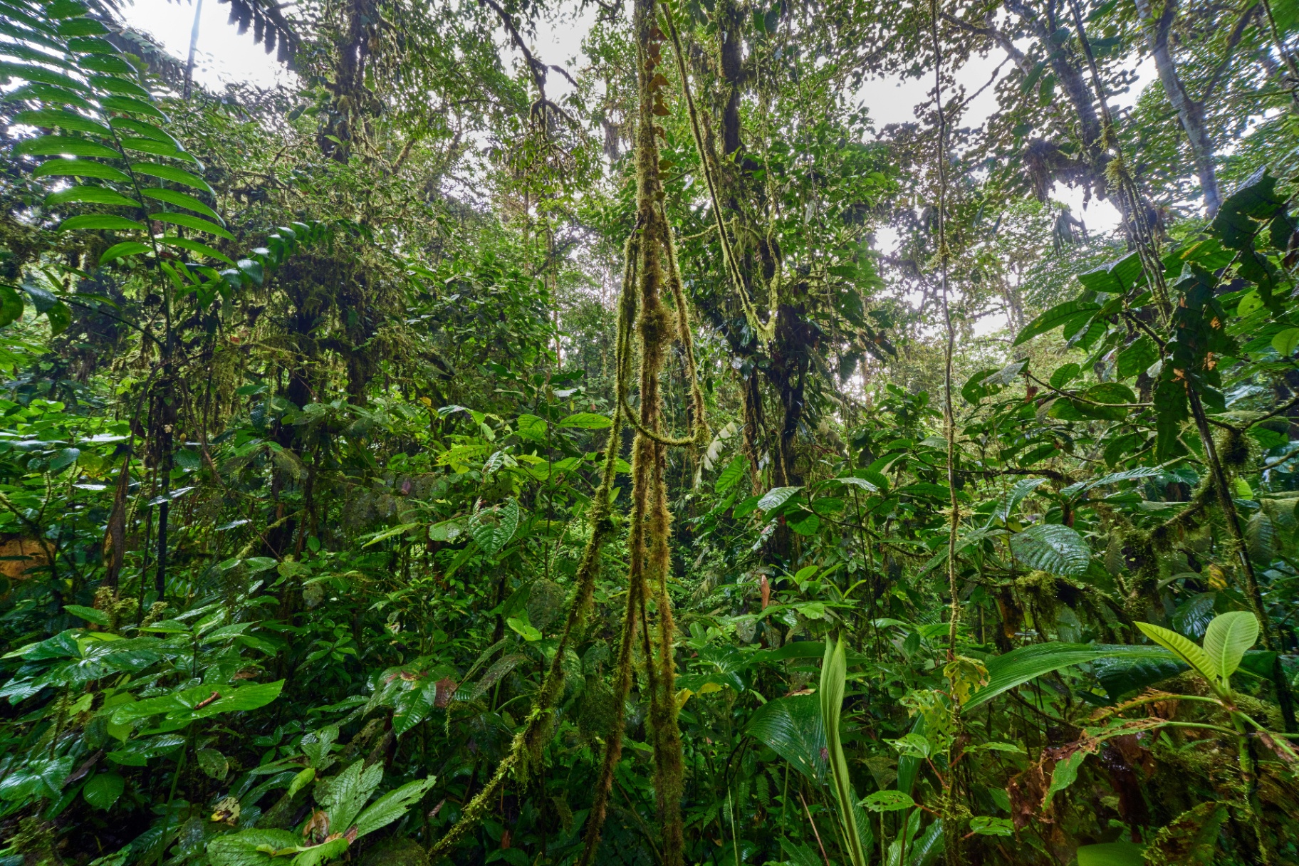 A lush cloud forest tangled with vines and ferns reaching toward light