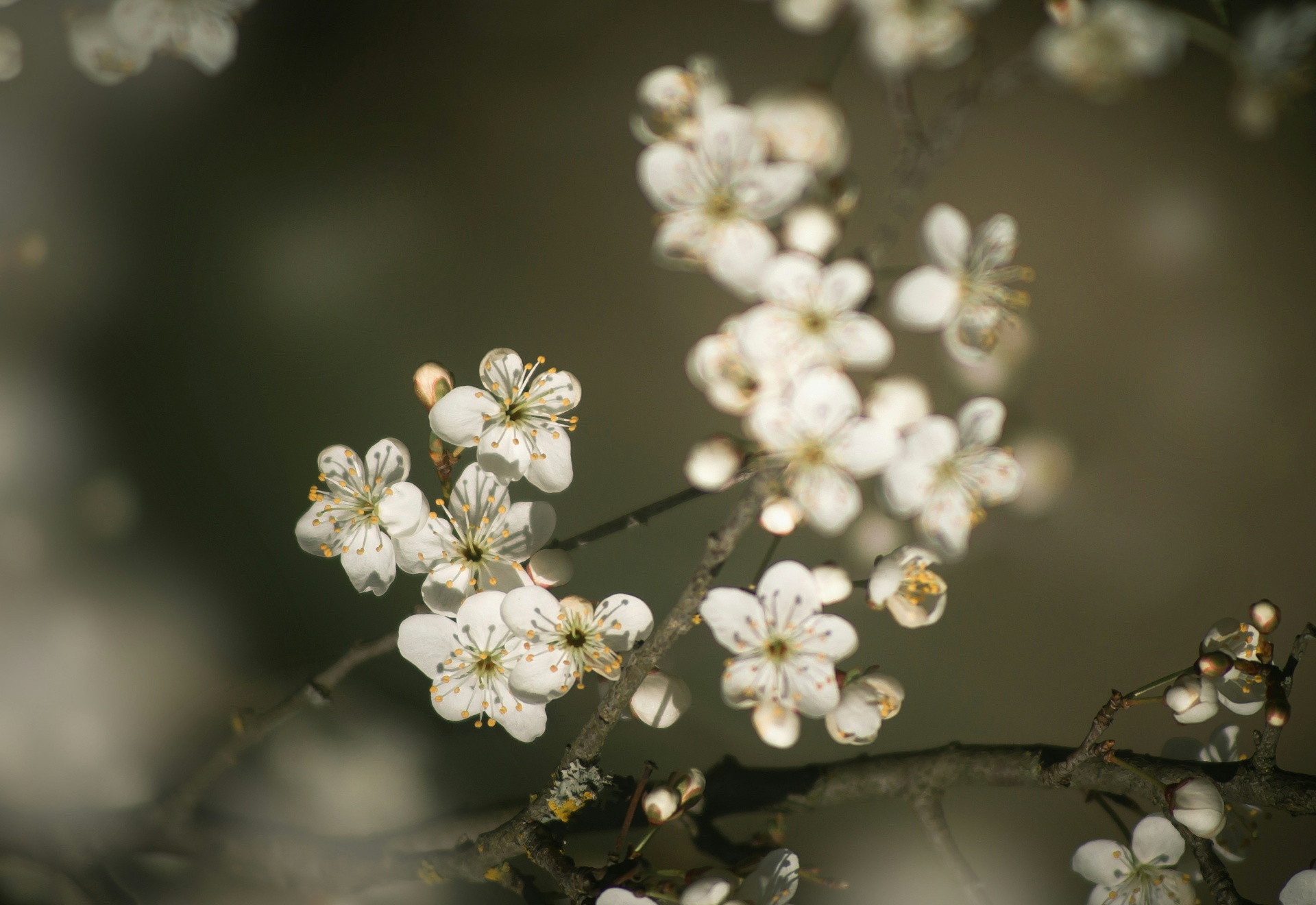 Delicate white blossoms in soft, warm light