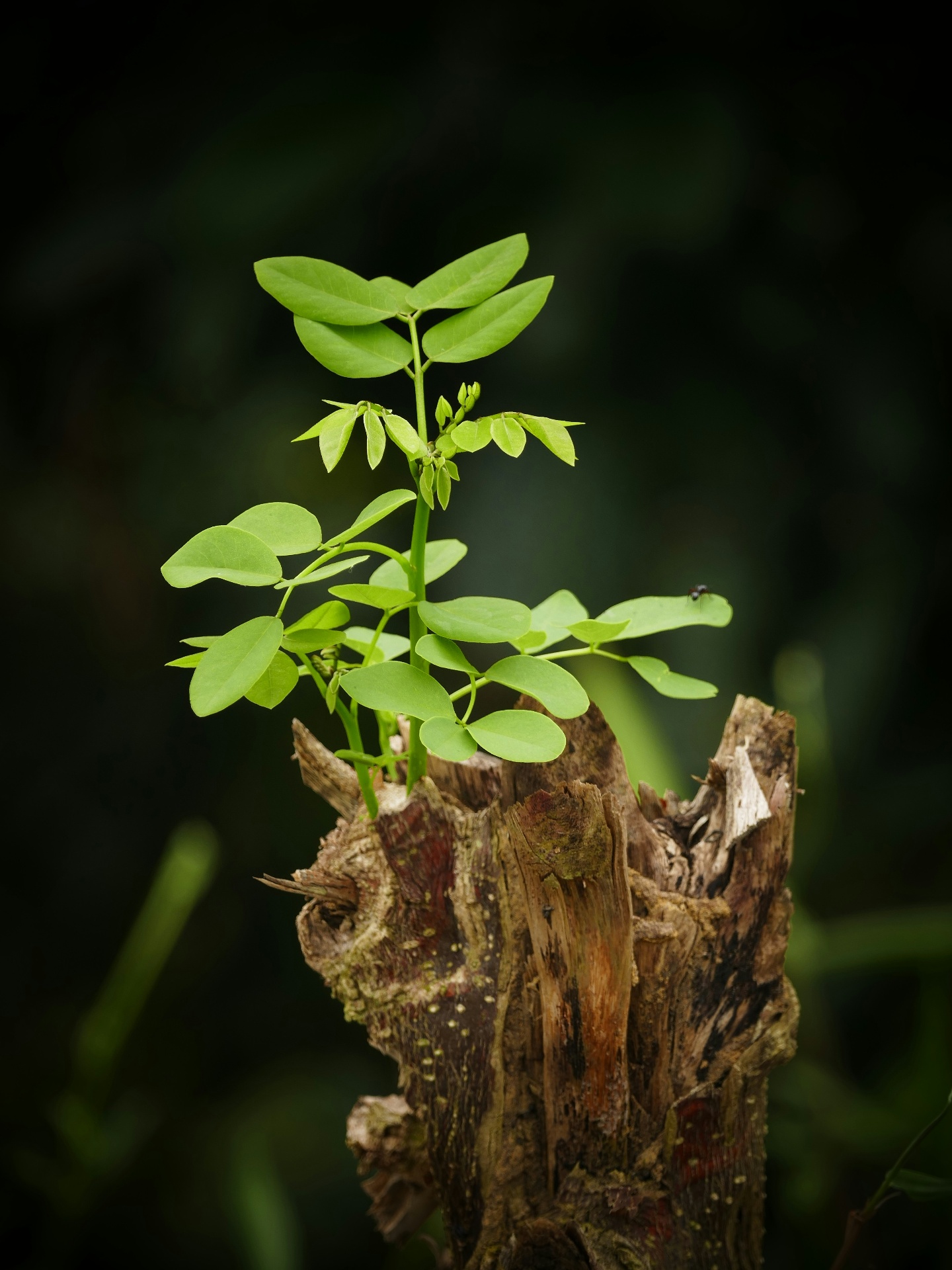 A young green shoot rising from a weathered tree stump