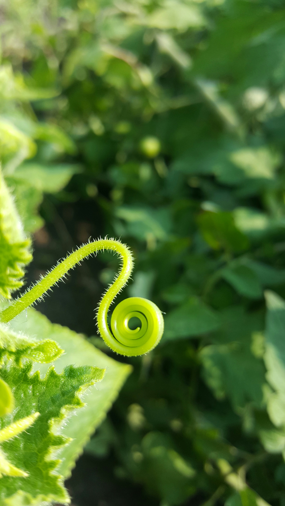 A young tendril unfurling into a perfect spiral in the sun