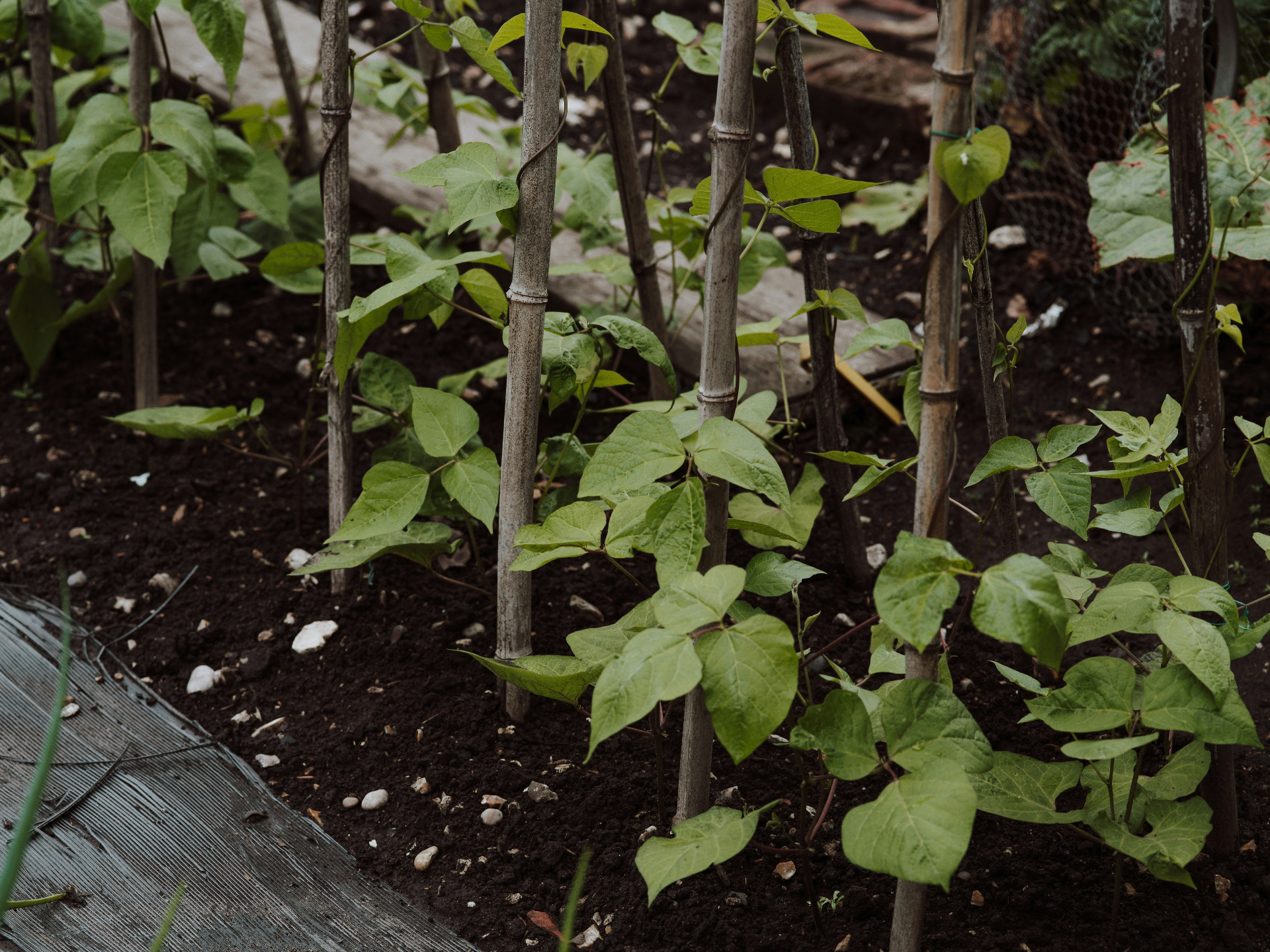 Young bean plants growing alongside bamboo training stakes